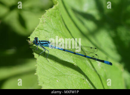 Bleu commun Ischnura elegans demoiselle à queue dans le Berkshire, Angleterre. Photo : Tony Gale Banque D'Images