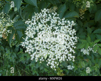 Le sureau Sambucus nigra dans le Berkshire, Angleterre. Photo : Tony Gale Banque D'Images