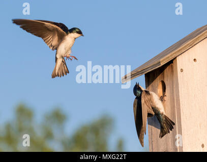 L'hirondelle bicolore (Tachycineta bicolor) près de maison d'oiseau, Iowa, États-Unis Banque D'Images