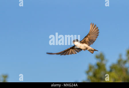 Hirondelle bicolore (Tachycineta bicolor), volant, Iowa, États-Unis Banque D'Images