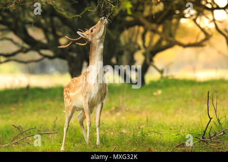 Young Buck, daims Dama Dama, avec petits bois marche à travers une forêt sombre au cours de saison d'automne. Banque D'Images