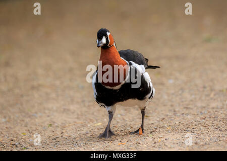 Close up portrait of a Red-breasted goose (Branta ruficollis) drôle de marcher sur la terre. Banque D'Images