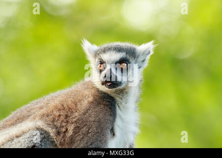 Closeup portrait of a ring-tailed lemur (Lemur catta) perchées dans un arbre dans une forêt. Ces primates sont indigènes à l'île de Madagascar. Banque D'Images