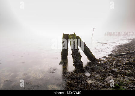 En bois ancien épi sur une côte au brouillard dense lourd avec une faible visibilité lors d'un froid matin d'hiver. L'horizon n'est pas visible. Banque D'Images