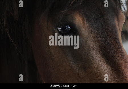 L'œil brun close up portrait photo animal Banque D'Images