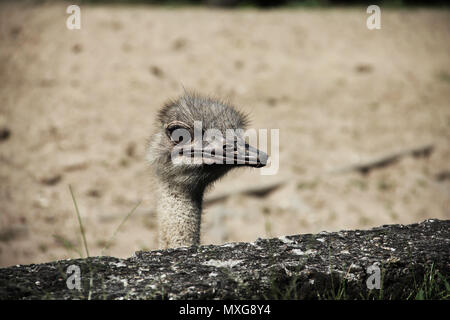 Close up portrait of animal oiseau volant non-mur sous l'autruche Banque D'Images