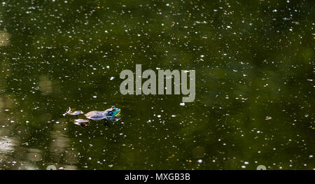 American Bullfrog flottant dans un étang vert sombre avec des débris Banque D'Images