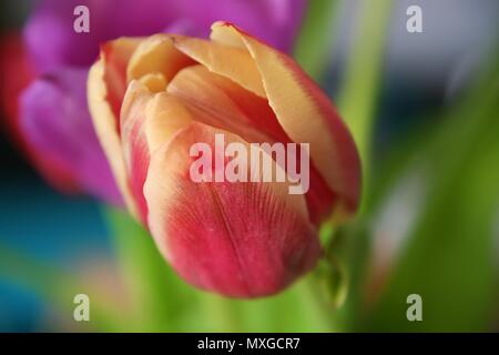 Fleur de tulipe jaune et rouge Banque D'Images