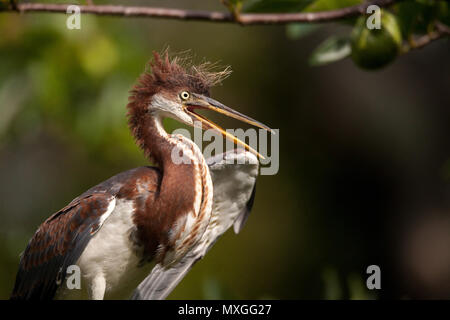 Bébé oiseau Aigrette tricolore Egretta tricolor dans un arbre dans le Refuge national Ding Darling à Sanibel Island, Floride Banque D'Images