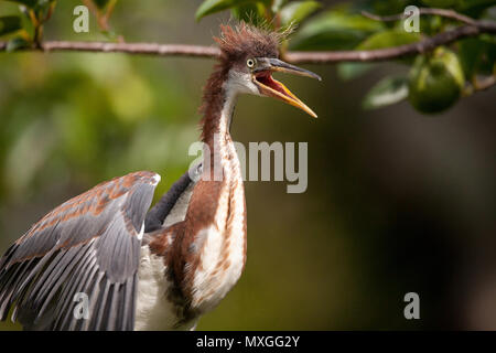 Bébé oiseau Aigrette tricolore Egretta tricolor dans un arbre dans le Refuge national Ding Darling à Sanibel Island, Floride Banque D'Images