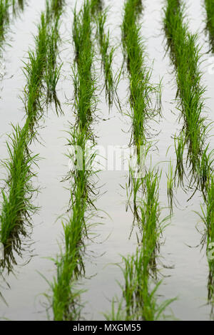 3 juin 2018 - Un champ de riz plantés récemment vu au cours de l'O-Saiden taue Yuki Matsuri, une cérémonie de plantation de riz et festival à Okazaki, Japon. Le festival a lieu dans un champ de riz spécial pour appeler une saiden dieties Shinto. Des événements similaires ont lieu pendant la saison de plantation de riz dans tout le Japon. Bien que la plupart des semis de riz au Japon est maintenant effectuée par les participants du festival, machine à planter du riz à la main. Ils portent aussi des vêtements traditionnels, et effectuer la chanson traditionnelle et de la danse. Crédit : Ben Weller/AFLO/Alamy Live News Banque D'Images