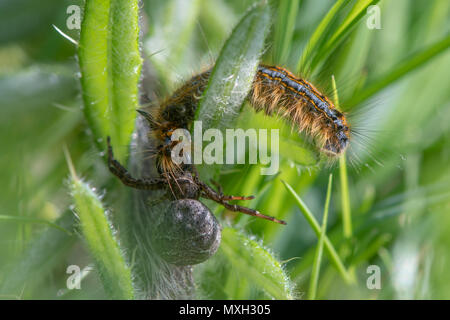 Araignée crabe attaquant lackey moth Caterpillar. Lutte entre Xysticus sp. et Malacosoma neustrie parmi la végétation basse, finalement remporté par l'araignée Banque D'Images