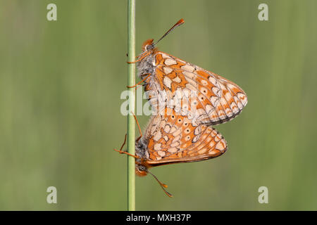 Fritillaries Euphydryas aurinia (marais) à la CDP. Deux des plus menacés, l'accouplement des papillons sur les herbages dans le Wiltshire Banque D'Images