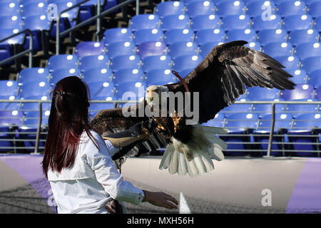 Challenger, un pygargue à tête blanche, les mouches à Julia Cecere, Fondation de l'aigle américain, au cours de l'Hommage à "Service" cérémonie d'avant-match pour la répétition des Steelers vs Ravens jeu à M&T Bank Stadium à Baltimore, Maryland, le 6 novembre 2016. Trente-trois Joint Task Force - Région de la capitale nationale (FOI-RCN) membres représentés à leur direction générale les Ravens vs Steelers jeu. La FOI-RCN est un service commun chargé de coordonner toutes les commande de cérémonie militaire en charge de la 58e Cérémonie d'investiture. (U.S. Photo de l'armée par le sergent. Elvis Umanzor) Banque D'Images