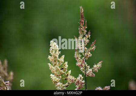 Fleurs. Banque D'Images