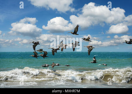 Pélican volant en formation au-dessus de l'océan avec des vagues Banque D'Images