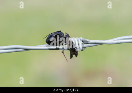 Carabes carabes (Pasimachus) empalé sur les fils barbelés d'une pie-grièche migratrice Banque D'Images
