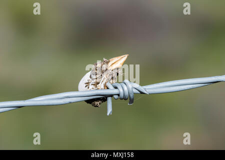 Bruant sauterelle (Ammodramus savannarum) Tête empalée sur les barbelés par une pie-grièche migratrice Banque D'Images