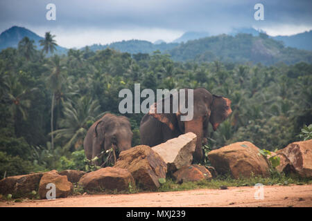 Les éléphants à la Saint-Patrick Pinnawala Elephant près de Kandy au Sri Lanka Banque D'Images