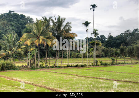 Paysage avec des champs de riz à l'extérieur de Kandy au Sri Lanka Banque D'Images