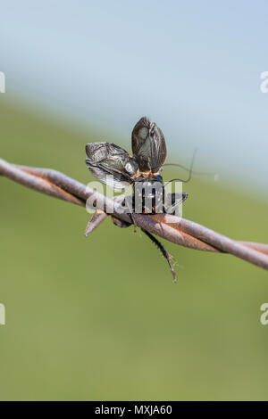 Automne grillon (Gryllus pennsylvanicus) empalé sur les fils barbelés d'une pie-grièche migratrice Banque D'Images
