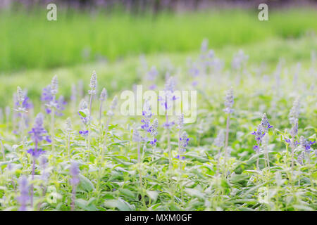 Basilic pourpre sur un jardin planté de beauté. Banque D'Images