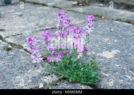 Conte de la digitale pourpre ou alpine balsam, Erinus alpinus Banque D'Images