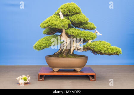 Juniperus chinensis 'itoigawa' Banque D'Images