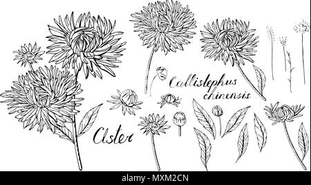 Ensemble Noir et blanc avec des fleurs de l'aster. Objets isolé sur fond blanc Illustration de Vecteur