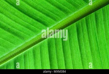 Close up rétroéclairé détails de la structure des feuilles de bananes fraîches avec nervure diagonale au châssis et visible des nervures et des grooves comme une texture naturelle gree Banque D'Images