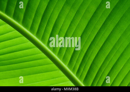 Close up rétroéclairé détails de la structure des feuilles de banane verte fraîche avec nervure diagonale au châssis et visible des nervures et des grooves comme une textur Banque D'Images