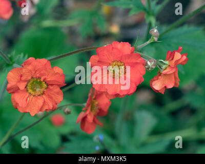 Geum 'Scarlet Tempest' Banque D'Images