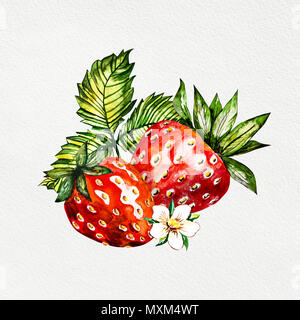 Fraise à la main de l'aquarelle sur fond blanc. Illustration de baies. Banque D'Images