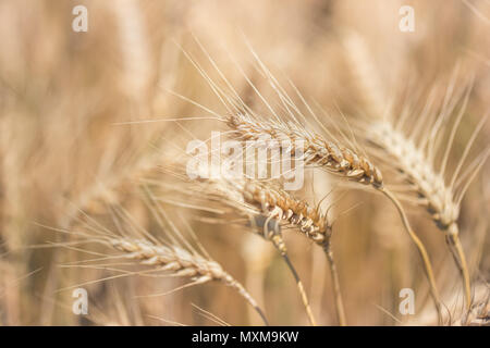 Champ de blé. Des épis de blé d'or close up. La belle nature paysage Coucher du soleil. Paysage rural sous la lumière du soleil brillant. Contexte de la maturation des épis de blé meadow field. Banque D'Images