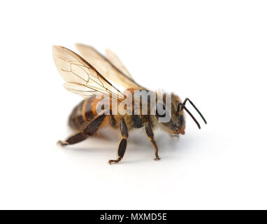 Isolé sur blanc l'abeille Banque D'Images