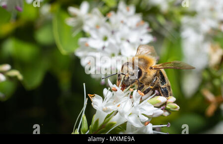 Gros plan d'une abeille sauvage recueillir le nectar des fleurs blanches Banque D'Images