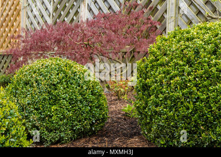 Coin de belle, paysagé, jardin privé avec un design contemporain, border de plantes, d'arbustes, de boules de fort, Acer et barrière en bois - Yorkshire, Angleterre, Royaume-Uni Banque D'Images