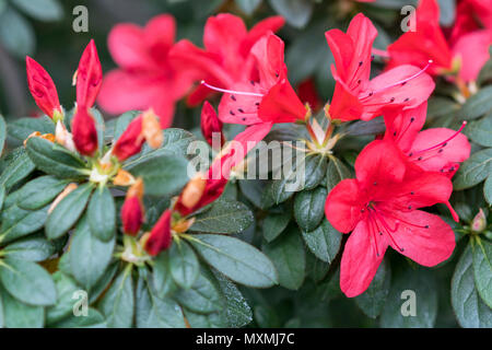 Délicates fleurs de camellia close-up. Félicitations aux femmes le 8 mars Banque D'Images