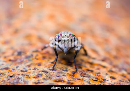 Taon ou Taon ou Horse Fly Diptera insecte Macro Banque D'Images