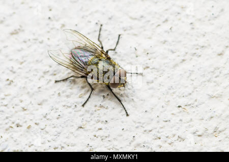 La viande d'insectes diptères mouche sur le mur Banque D'Images