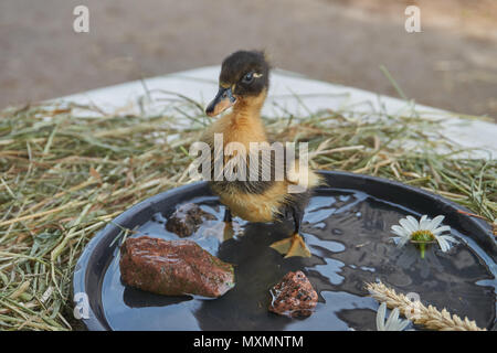 Une semaine d'un ancien petit canard est debout sur une plaque avec de l'eau Banque D'Images