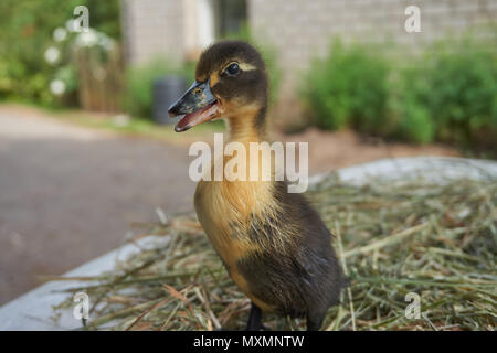 Une semaine d'un ancien petit canard est debout sur un foin Banque D'Images