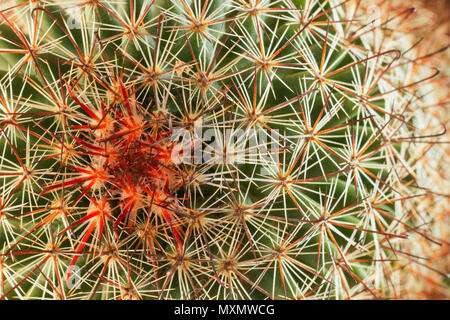 Plante succulente macro ,Vue de dessus ,selective focus ,effet abstrait ,des couleurs éclatantes Banque D'Images