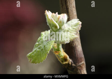 Le Monferrato, Piémont, Italie : bud et de feuilles de raisin. Banque D'Images