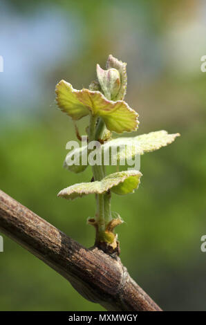 Le Monferrato, Piémont, Italie : bud et de feuilles de raisin. Banque D'Images