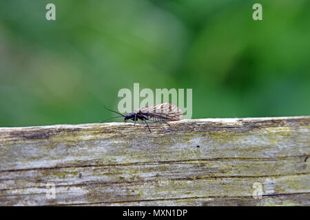 Un adulte (Alderfly Sialis lutaria) sur une clôture en bois dans une zone humide du bois dans le sud de l'Angleterre Banque D'Images