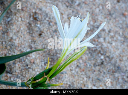 Costa Smeralda, Sardaigne, Italie : Sea Lily Banque D'Images