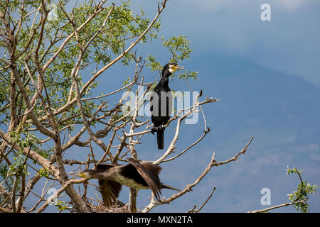 Aigrettes debout sur arbre mort au printemps branche eaux du lac Kerkini, la Grèce du Nord. Close-up photo d'oiseau, à droite. Flou de mouvement d'un autre battant cormorant Banque D'Images