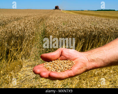 Récolte de blé en cours avec main montrant des grains par une journée ensoleillée dans le champ. France Banque D'Images