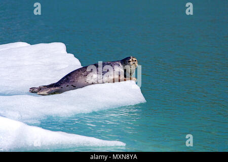 Phoque commun (Phoca vitulina) couché sur banc de glace au glacier Sawyer, fjord Tracy Arm, en Alaska, le Pacifique Nord, USA Banque D'Images